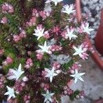 Sedum moranense Flower