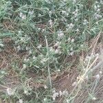 Gomphrena vermicularis Leaf