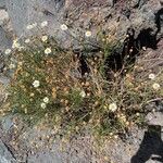 Argyranthemum gracile Floro