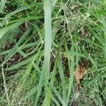 Eragrostis spectabilis Levél