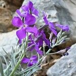 Matthiola incana Blüte