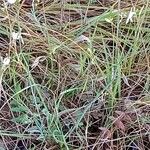 Anthericum ramosum Libunga