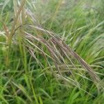 Eragrostis spectabilis Leaf