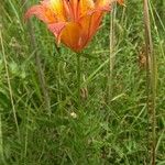 Lilium bulbiferum आदत