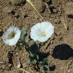 Calystegia macrostegia Tervik taim