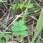 Mimosa diplotricha Φύλλο
