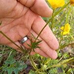 Ranunculus bulbosusBlad