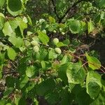 Prunus armeniaca Плод
