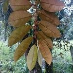 Chrysophyllum cainito Leaf