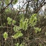 Salix aurita Blomst