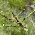 Thesium alpinum Bark