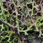 Selaginella denticulata পাতা