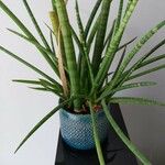 Dracaena stuckyi Blatt