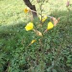 Oenothera longifloraফুল