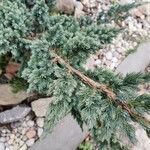 Juniperus squamata Лист