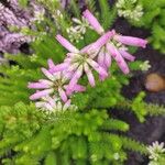 Erica verticillata Lorea