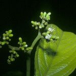 Cordia sagotii Fruit