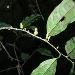 Diospyros bipindensis Hoja