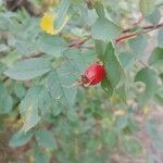 Rosa woodsii Fruit