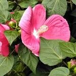 Hibiscus grandiflorus Цвят