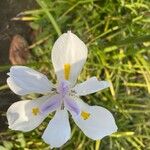 Dietes grandifloraКветка