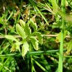 Rorippa amphibia Leaf