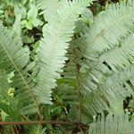 Pteris catoptera برگ