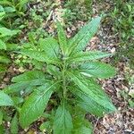 Artemisia suksdorfii Leaf
