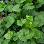 Alliaria petiolata Habitus