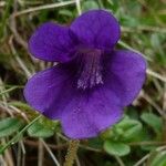 Pinguicula grandiflora Flor