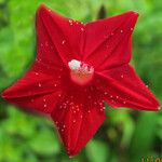 Ipomoea quamoclit Flower