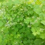 Thalictrum aquilegiifolium Flower