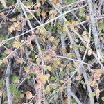 Cotoneaster nummularius Corteza