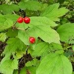 Viburnum trilobum फल