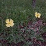 Oenothera tetraptera Habitat