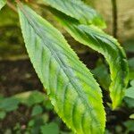 Impatiens auricoma Blad