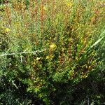 Hypericum empetrifolium Habit