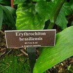 Erythrochiton brasiliensis Arall