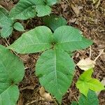 Toxicodendron radicans পাতা