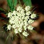 Ammi majus Květ