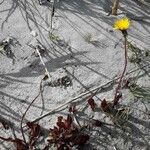 Sonchus bulbosus Habitus