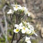 Draba gilliesiiÕis