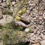 Asclepias linaria Агульны выгляд