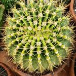 Acanthocalycium spiniflorum Hábitos