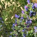 Echium vulgareFlower