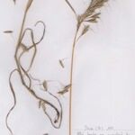 Bromus lanceolatus Хабит