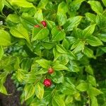 Sarcococca orientalis Fruit