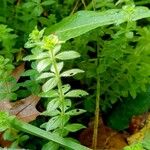 Cruciata pedemontana Leaf