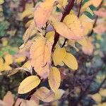 Spiraea prunifolia Blad