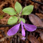 Polygala paucifolia Λουλούδι